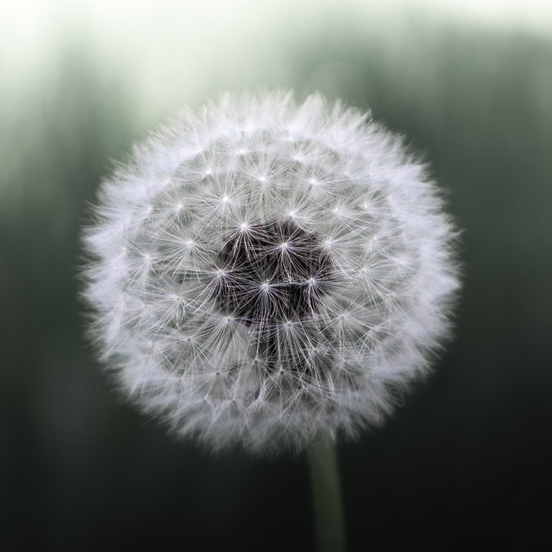 Dandelion