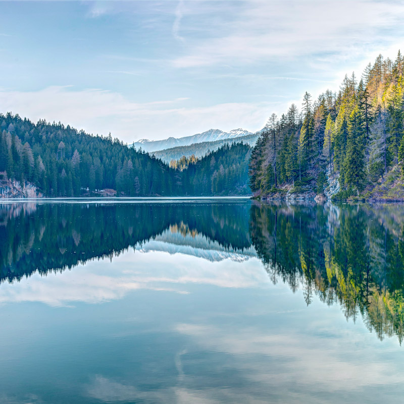 Tree lined road Noah Phung
